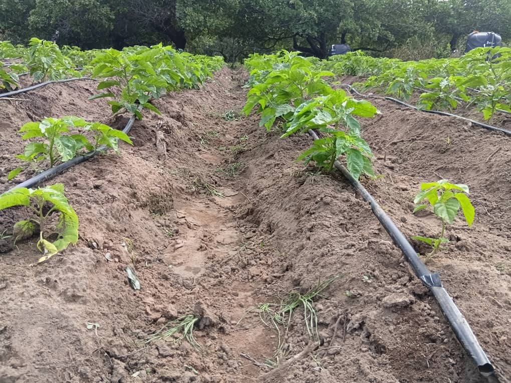 Farmers harvesting vegetables at dawn
